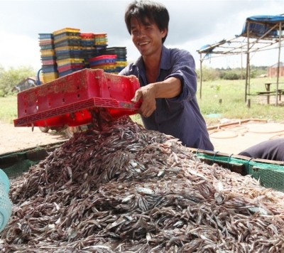 MẮM CÁ CƠM – PHÚ YÊN